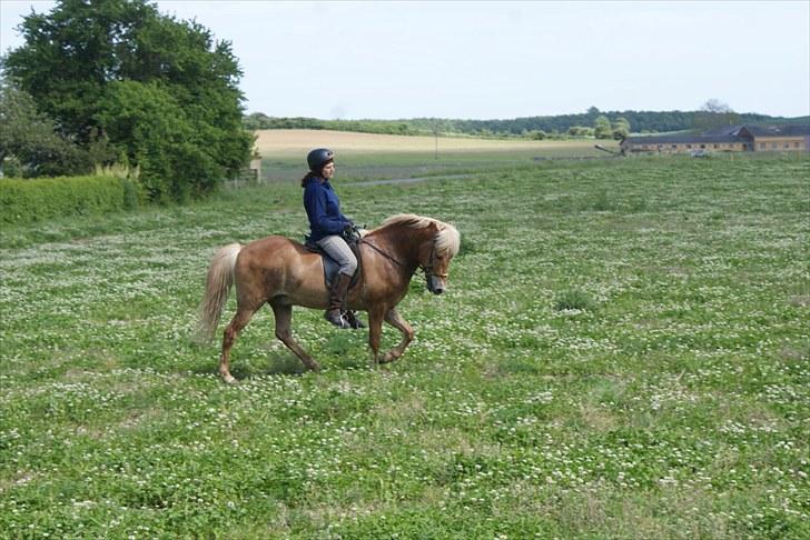 Islænder Laxi fra Skovbrynet R.I.P - #12. nyt tölt billede 12