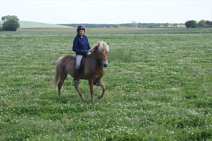 Islænder Laxi fra Skovbrynet R.I.P - #13. nyt tölt billede 13