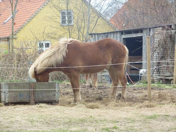 Islænder Laxi fra Skovbrynet R.I.P - #14 nyt. æder billede 14