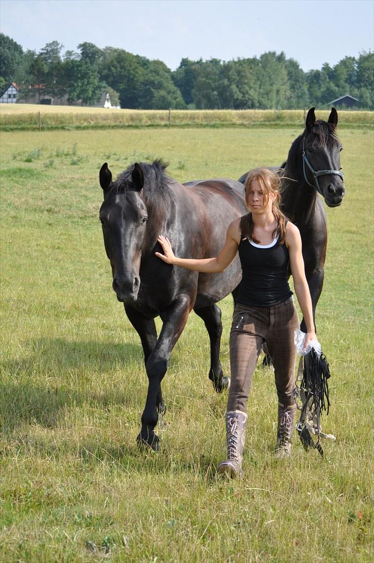 Oldenborg Sigersholmgårds Firano - 2010 hesten smed grime, så måtte jeg da ud og finde den. Foto: SImone Risholt billede 17
