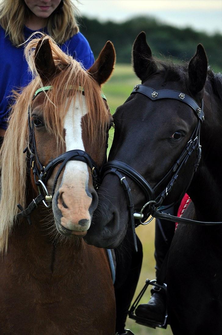 Oldenborg Sigersholmgårds Firano - 22 juli 2010 På tur med Moonie, første gang han red en lang tur Foto: Simone Risholt billede 18