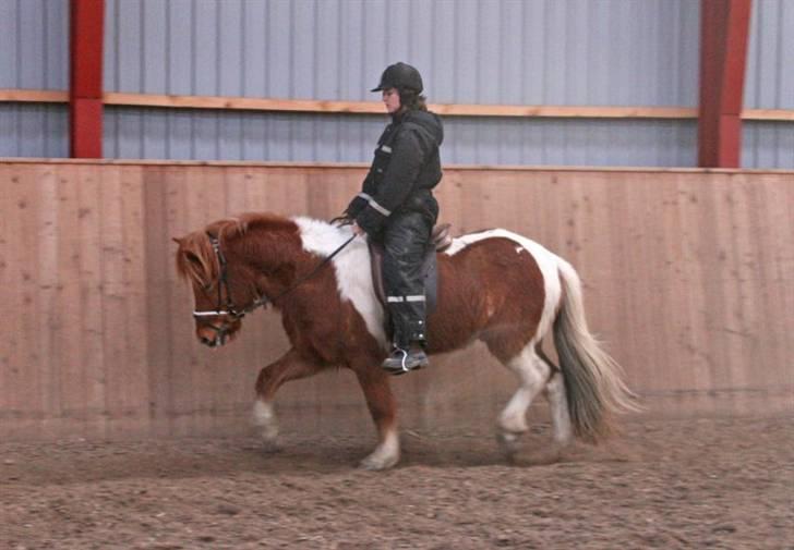 Islænder Logi fra Hårbølle solgt  - #6 nyt. Gry og Logi i trav i ridehuset billede 5