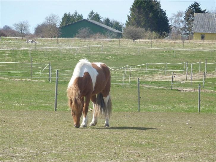 Islænder Logi fra Hårbølle solgt  - #11 nyt. Logi æder billede 7