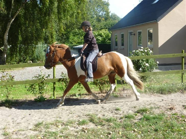 Islænder Logi fra Hårbølle solgt  - #13. trav billede 8