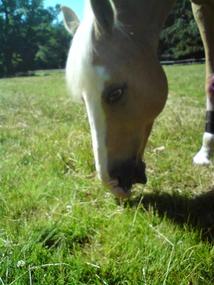 Palomino Gl. Part. Fortunens Logo  billede 9