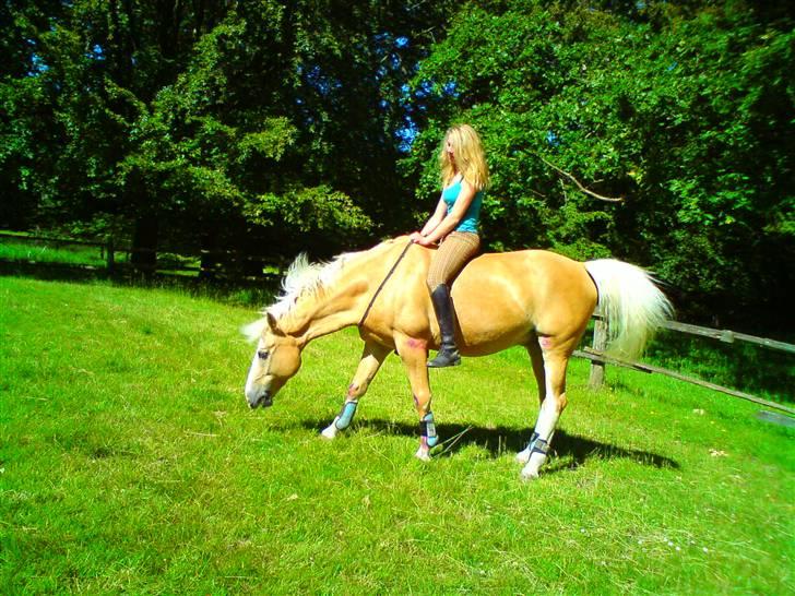 Palomino Gl. Part. Fortunens Logo  billede 11