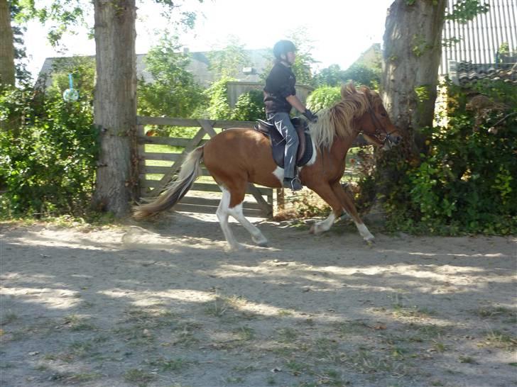 Islænder Logi fra Hårbølle solgt  - #18. galop billede 9
