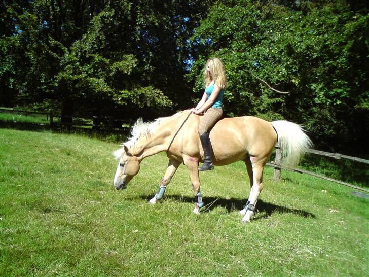 Palomino Gl. Part. Fortunens Logo  billede 12