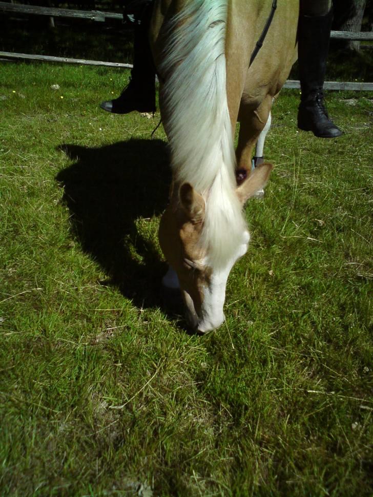 Palomino Gl. Part. Fortunens Logo  billede 14