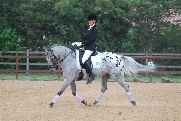 Appaloosa He is My Happiness(Happy) - Hammerum Ponyuge - 2010  billede 17