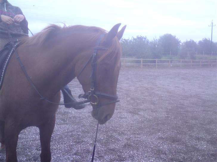 Anden særlig race Starlight - red - Starlight i flot stil med pisken i munden :D<3 - der grinte vi sgu lidt :D Foto: tissetrolden <3 billede 9