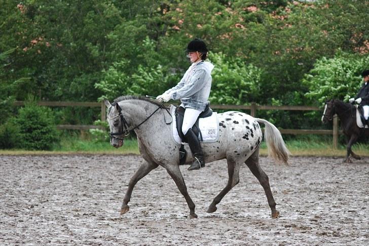 Appaloosa He is My Happiness(Happy) - Hammerum Ponyuge - 2010  billede 20