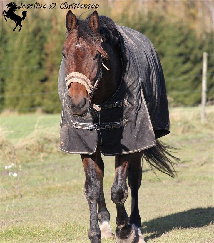 Dansk Varmblod     Ørsted's Mr.  Napolion - :D billede 14