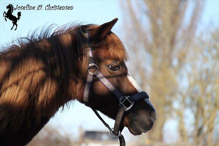 Welsh Partbred (Sec F)               Patricia -  Farvel herfra, smid gerne en kommentar og en bedømmelse :-)  billede 18