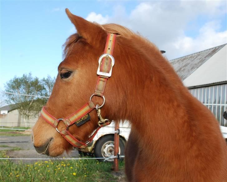 Anden særlig race Hope's Emira - Dagen før jeg fik hende Foto: Maria Lehnskov billede 5