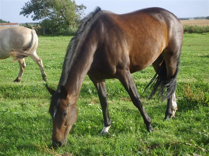 Dansk Varmblod Question Callin <3 billede 12