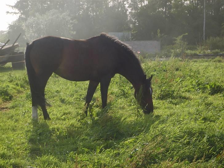 Dansk Varmblod Question Callin <3 billede 13