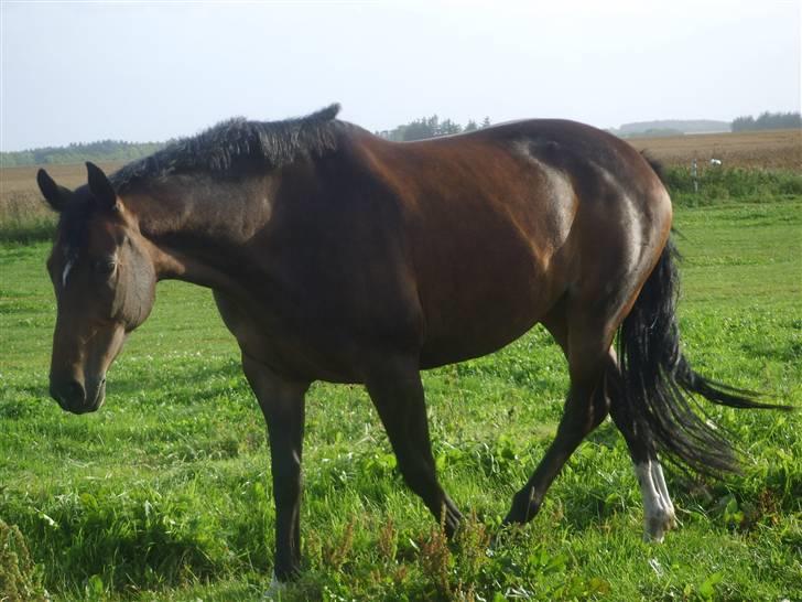 Dansk Varmblod Question Callin <3 billede 14