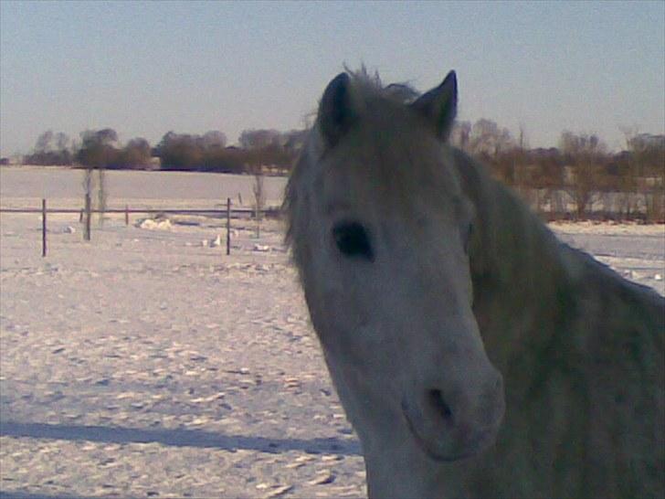 Welsh Pony (sec B) Edelweiss Sonny  - Sonny i sneen<´3 billede 7