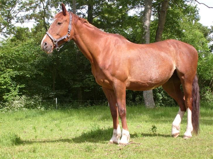 Oldenborg Winnie billede 9