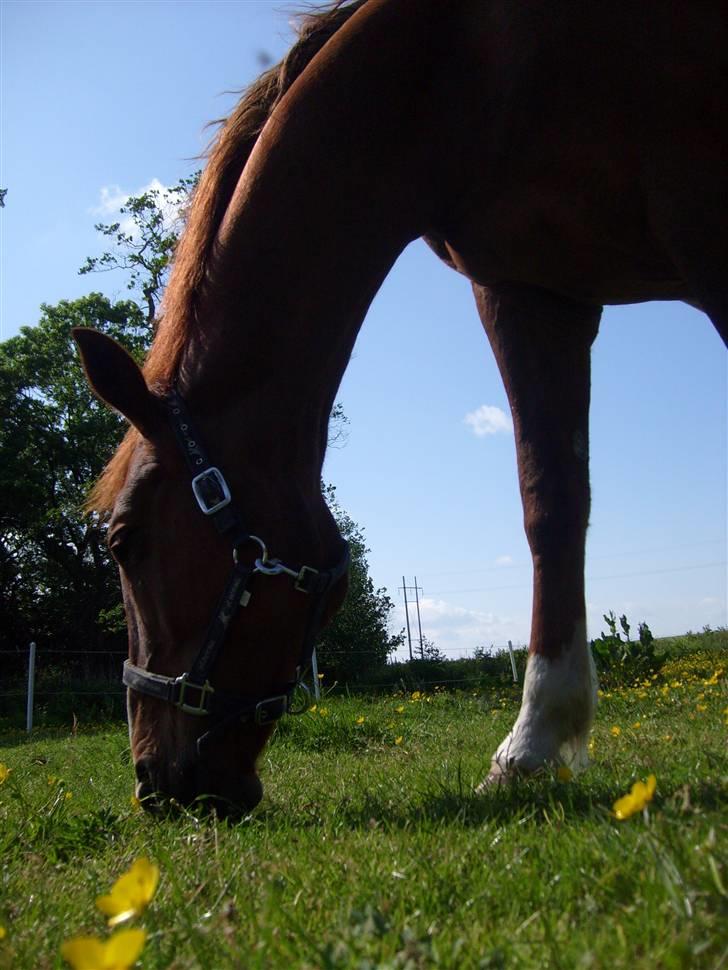 Oldenborg Winnie billede 10