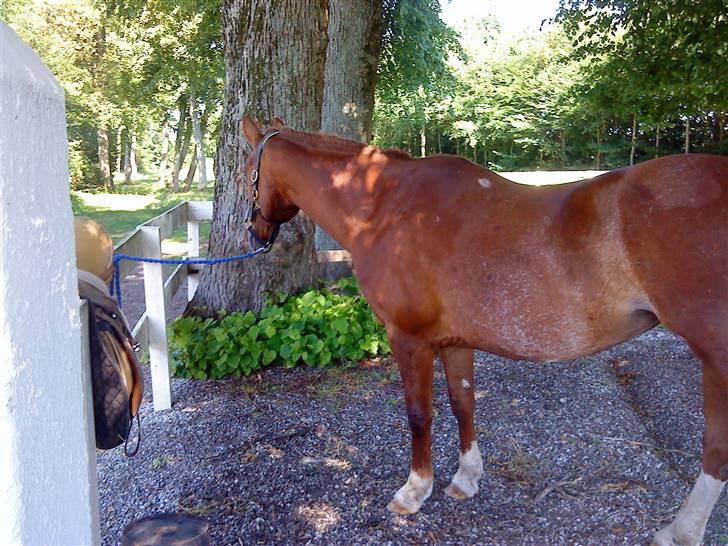 Oldenborg Winnie billede 11