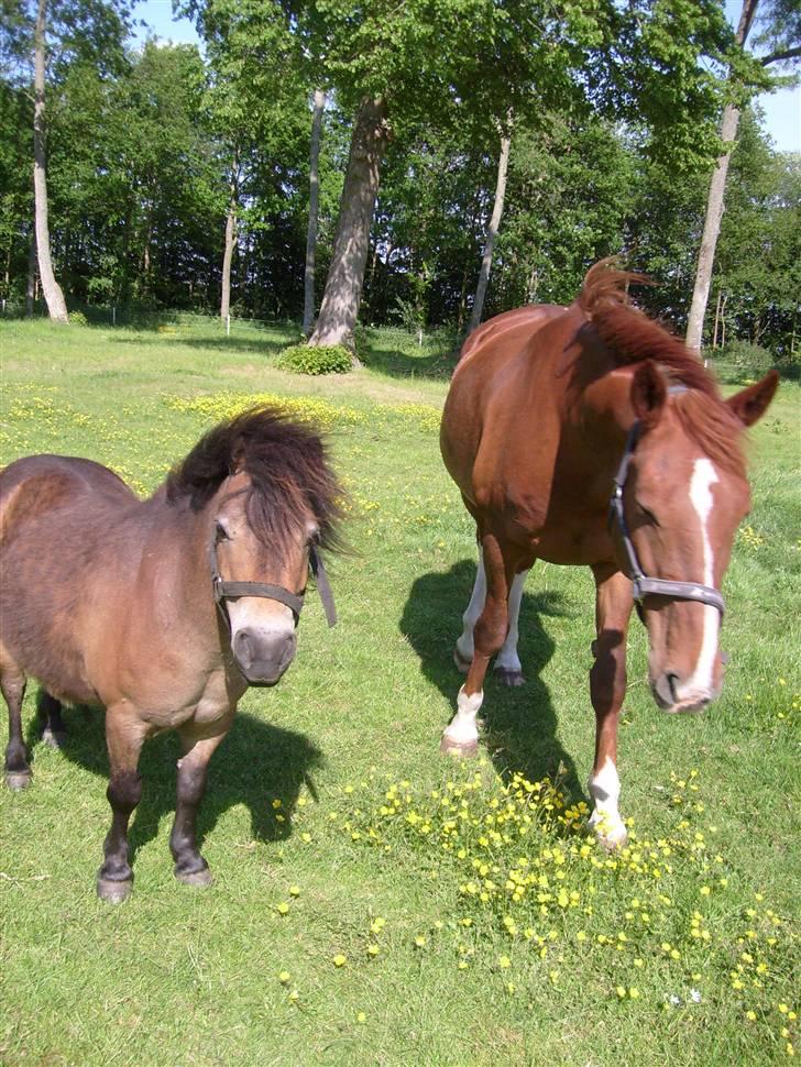 Oldenborg Winnie billede 12