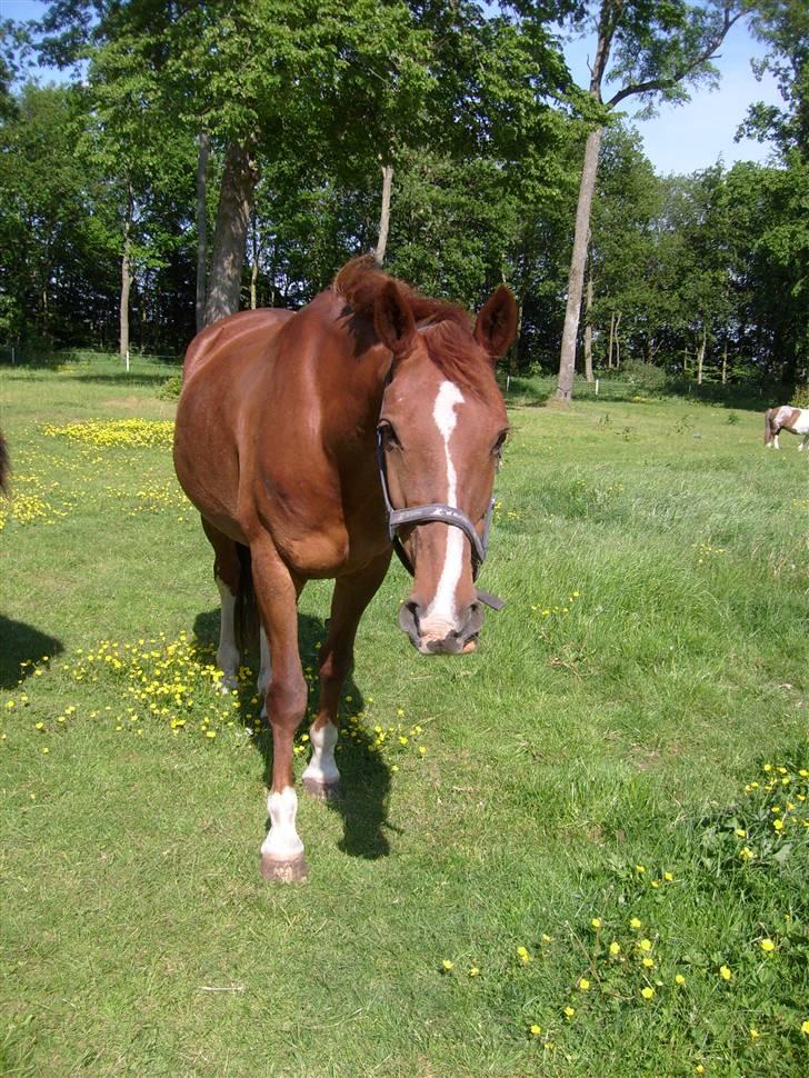 Oldenborg Winnie billede 13