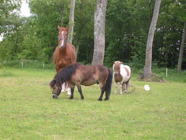 Oldenborg Winnie billede 14