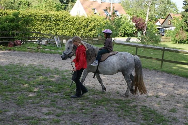 Islænder Kringla f Haukagili R.I.P  - #12. nyt billede 10