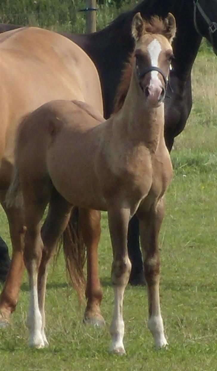 Anden særlig race rolex står i videbæk billede 13