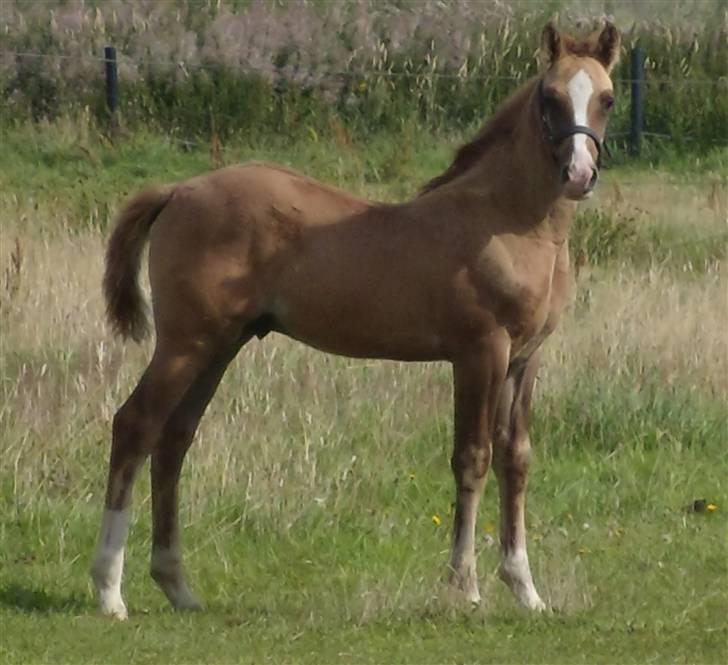 Anden særlig race rolex står i videbæk billede 14