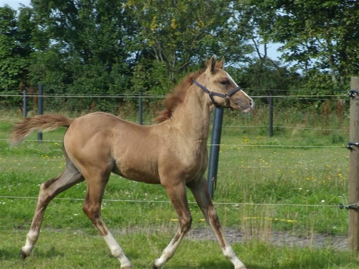 Anden særlig race rolex står i videbæk billede 15