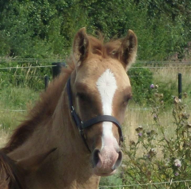 Anden særlig race rolex står i videbæk billede 16