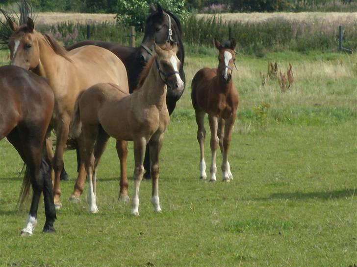 Anden særlig race rolex står i videbæk billede 17