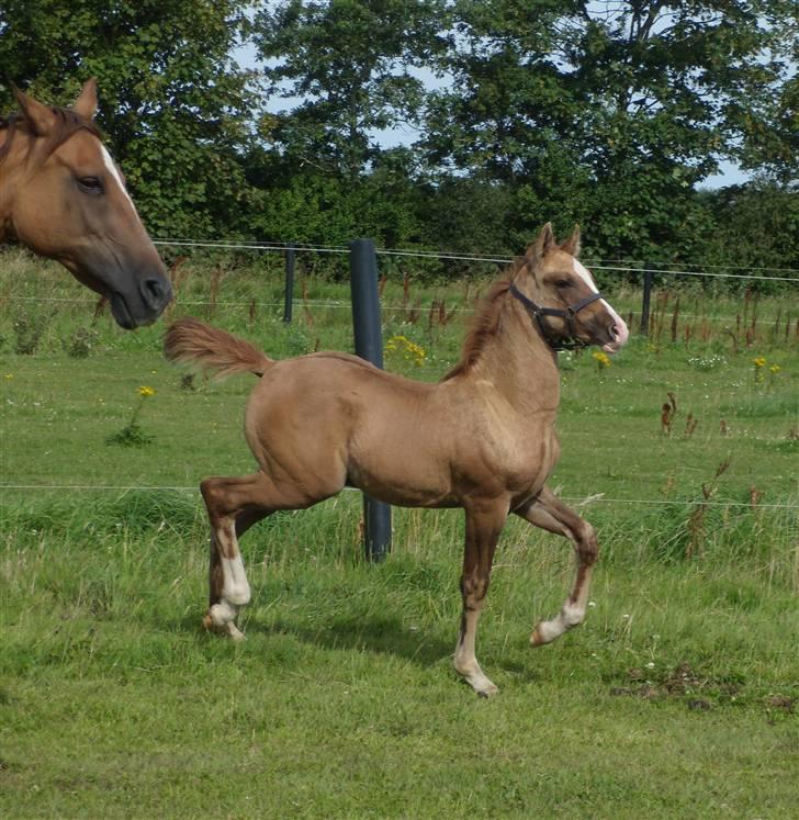 Anden særlig race rolex står i videbæk billede 18