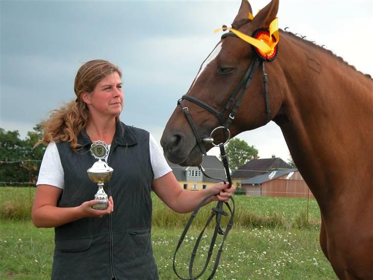 Dansk Varmblod Tjørnelunds Briggi-light - Billedet taler for sig selv billede 8