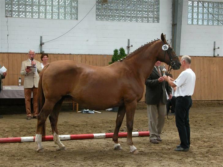 Dansk Varmblod Tjørnelunds Briggi-light - Briggi-light får overrakt pokalen for skuets hoppe billede 9