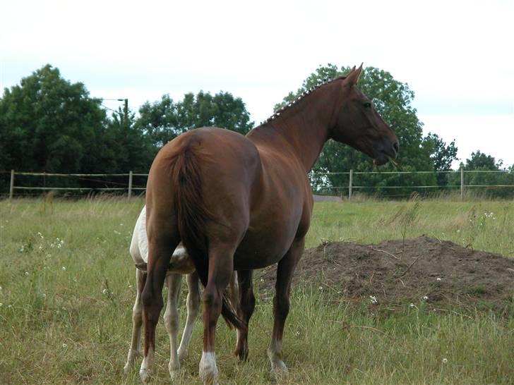 Dansk Varmblod Tjørnelunds Briggi-light - Endelig fri efter en lang og god dag billede 10