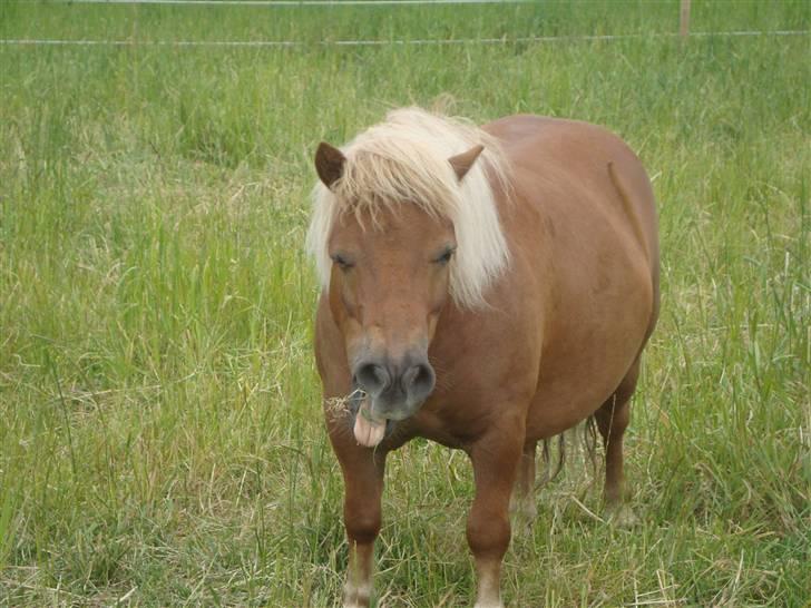 Shetlænder Pollic billede 12