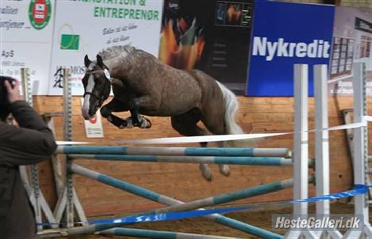 Welsh Pony af Cob-type (sec C) Fjordglimts Mr. Gipson billede 2