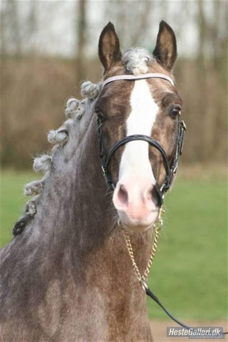 Welsh Pony af Cob-type (sec C) Fjordglimts Mr. Gipson billede 3