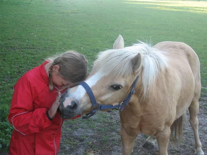 Palomino kosmo  -  „Kæmp for en, der også vil kæmpe for dig“ billede 4