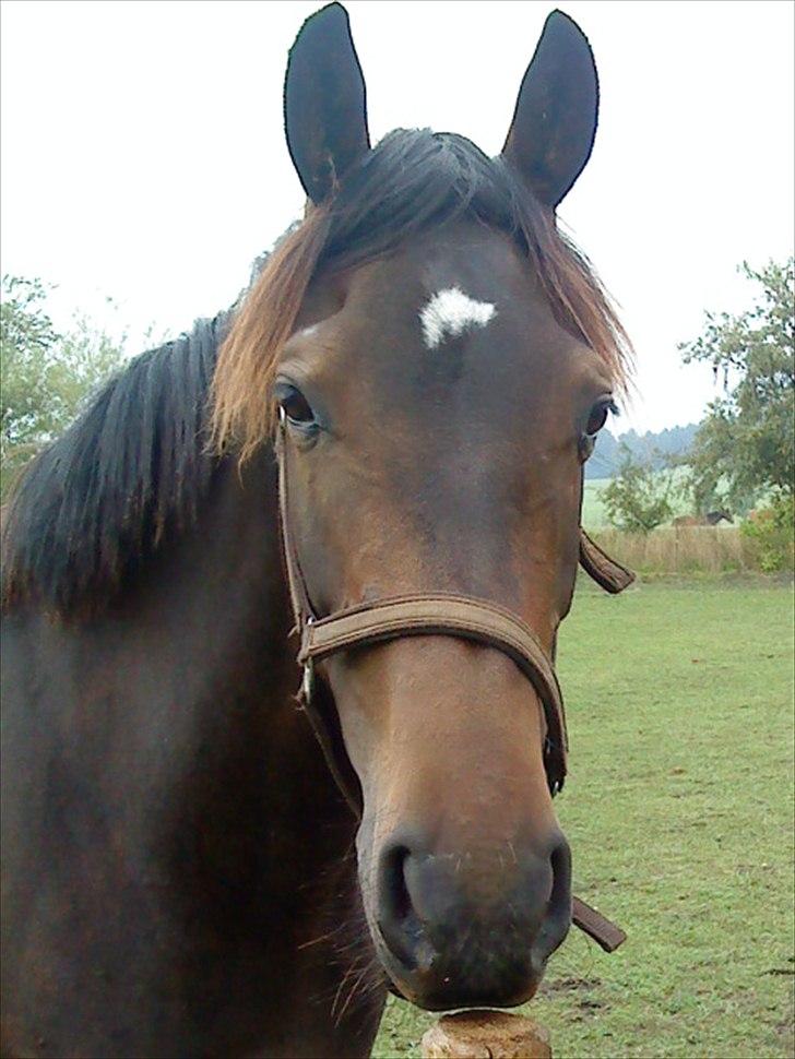 Anden særlig race Joker(min mors) R.I.P - Her står Joker <3 billede 14