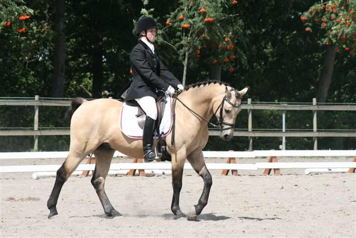 DSP Toojour  - Fotot: Lærke Jønck billede 10