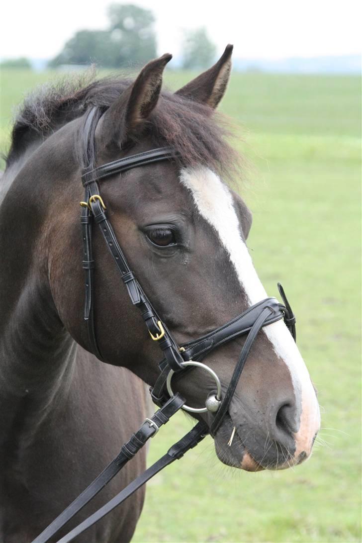 New Forest Pelé - Pelés fine hovede, velkommen til hans profil :D foto taget af mig billede 1