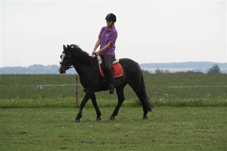 New Forest Pelé - en lille travtur... foto taget af Barløse foto billede 3