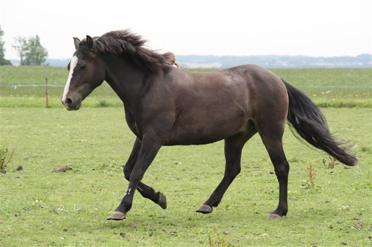 New Forest Pelé - Pelé i galop et sjældent syn ;D foto taget af mig billede 4