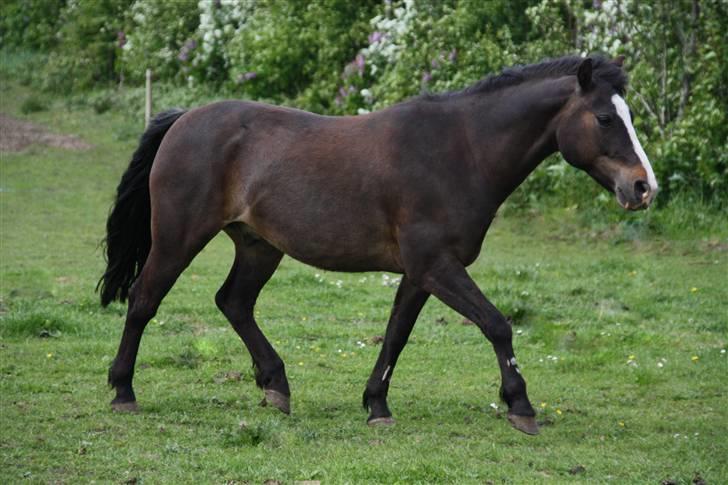 New Forest Pelé - pelé i trav super fin .... foto taget af mig billede 5