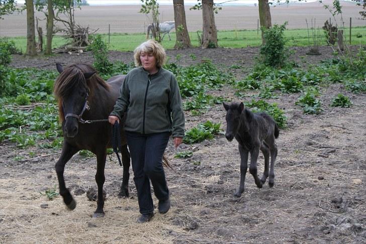 Islænder Leikur fra Worregård solgt  - #6. nyt billede 4